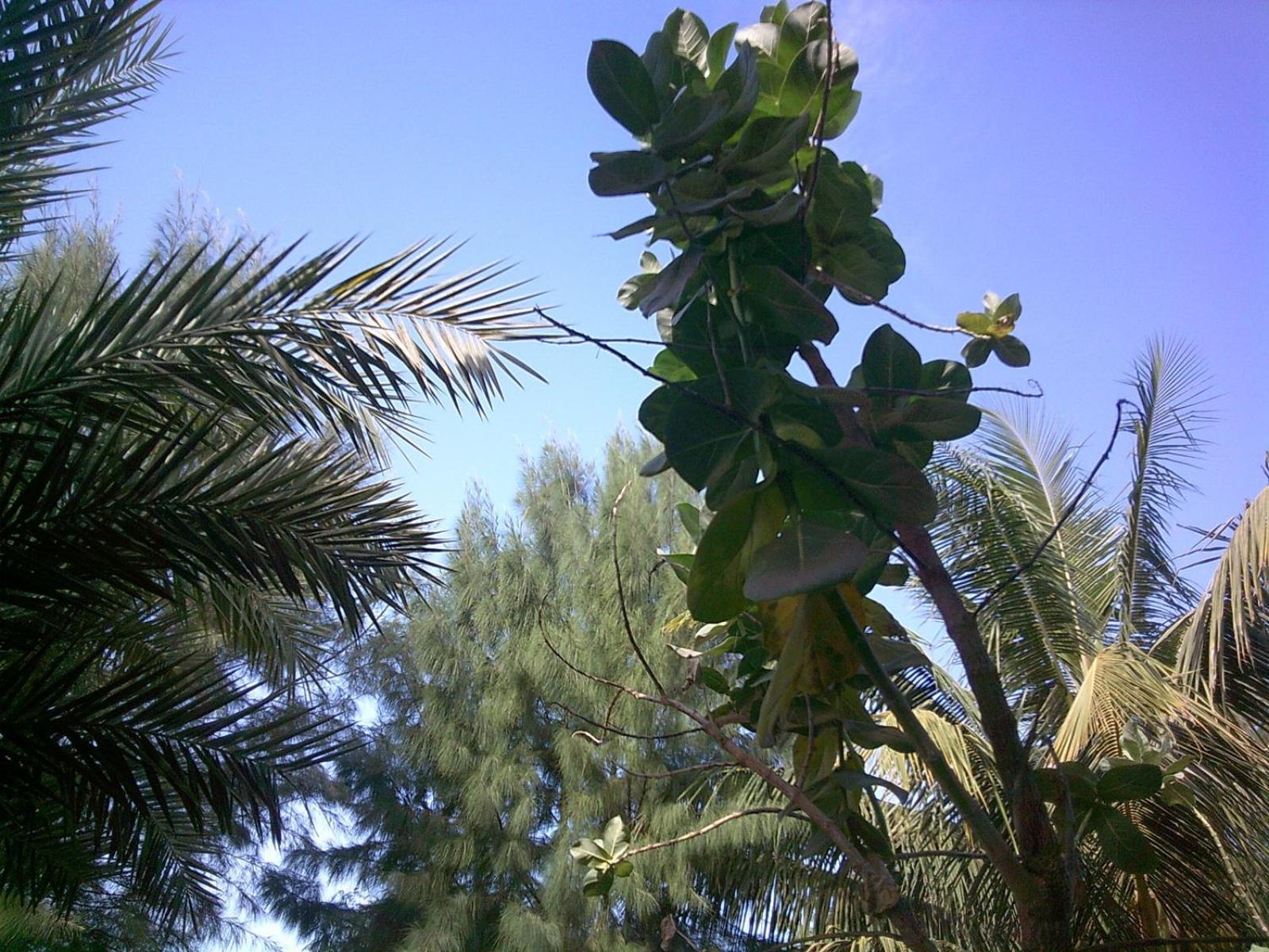 Sanyang Mangrove Beach المظهر الخارجي الصورة