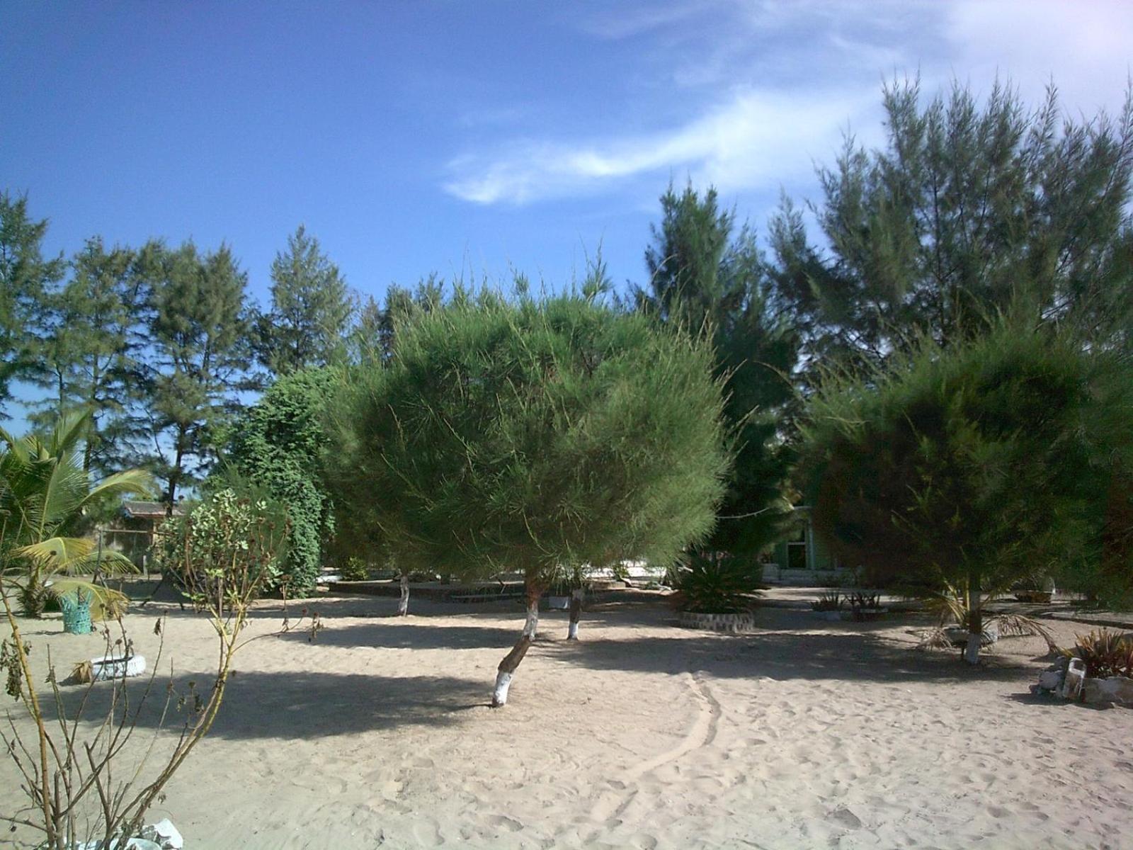 Sanyang Mangrove Beach المظهر الخارجي الصورة